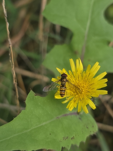 Marmalade Hover Fly