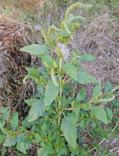 Redroot Amaranth