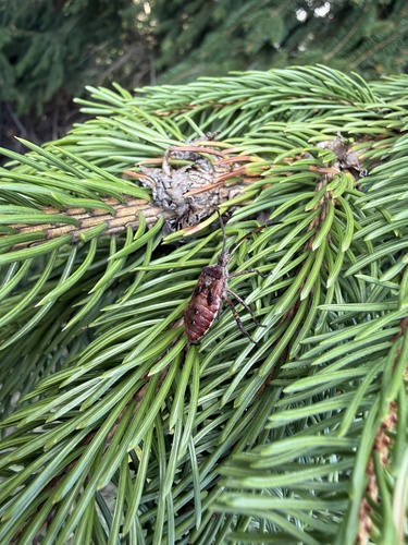 Western Conifer Seed Bug