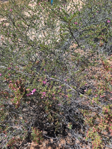 Purple Emu Bush