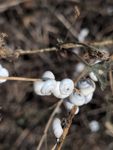 Xeropicta derbentina
