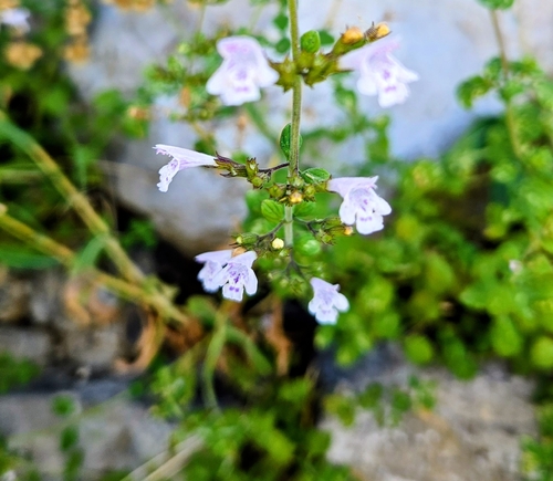 Lesser Calamint