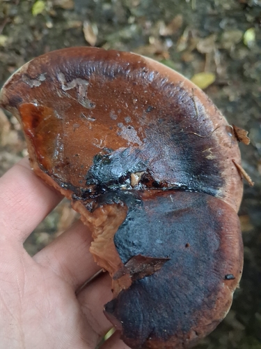 Beefsteak Polypore