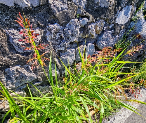 Johnson grass