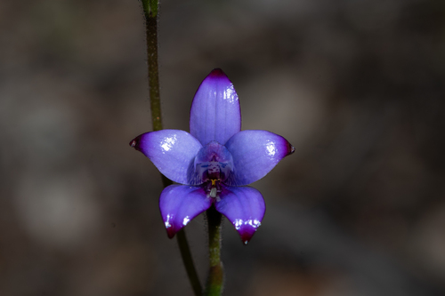 purple enamel orchid