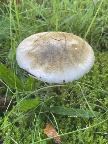Deathcap