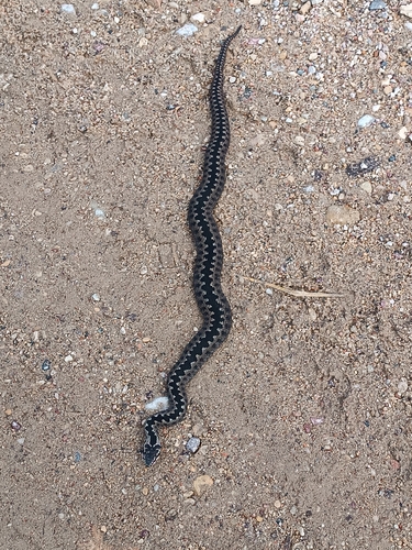 Adder