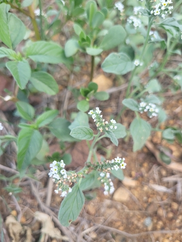 European heliotrope