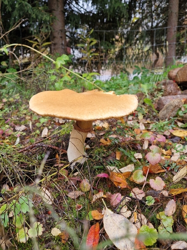 Golden Cap