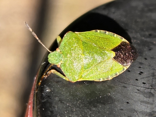Green Shield Bug