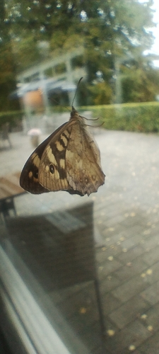 Speckled Wood