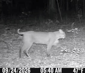 Bobcat