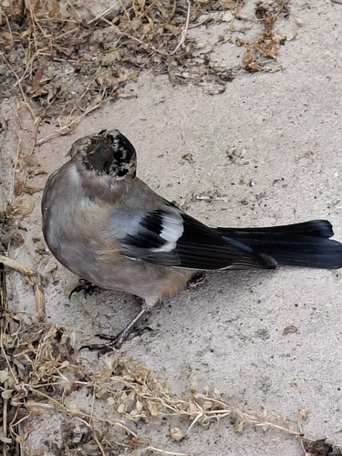 Eurasian Bullfinch