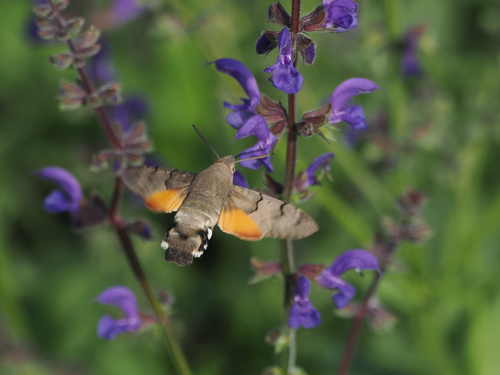 Eurasian Hummingbird Hawkmoth