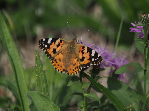 Painted Lady