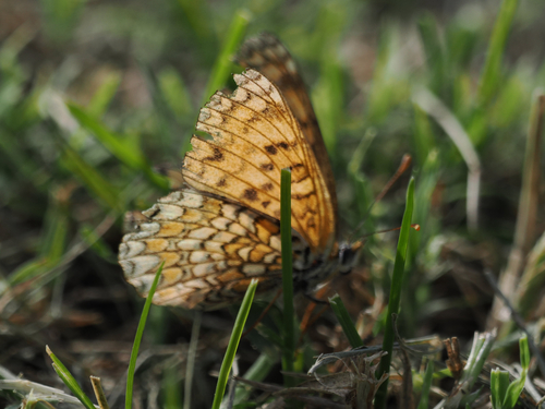 Knapweed Fritillary