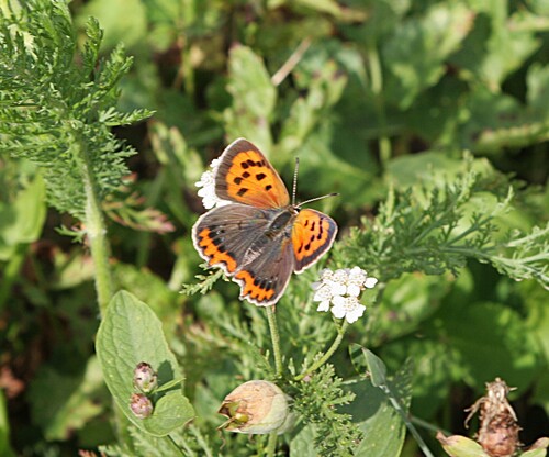 Small Copper