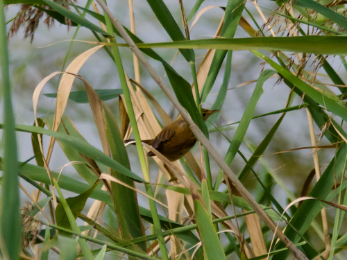 Marsh Warbler