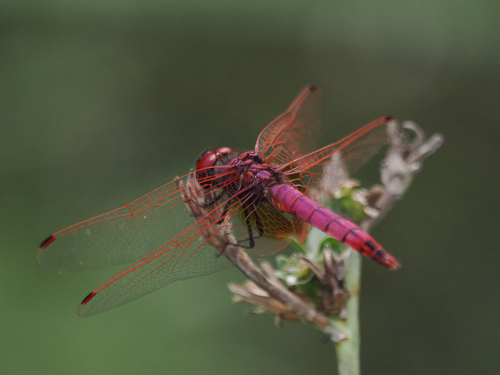 Violet Dropwing