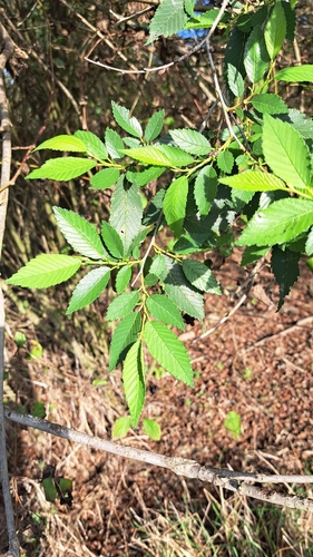 Siberian elm