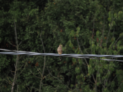 Eurasian Kestrel