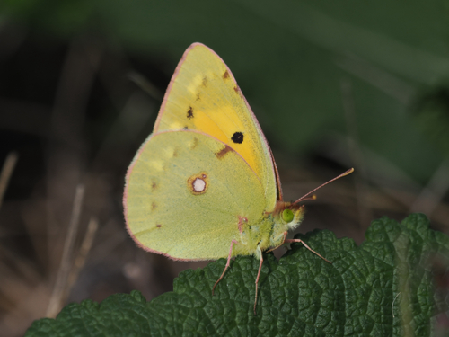 Clouded Yellow