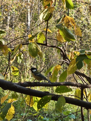 Great Tit