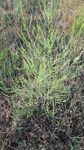 wild asparagus