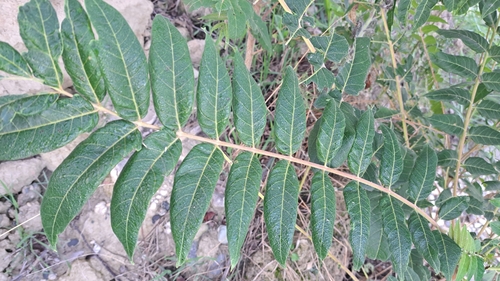 tree-of-heaven