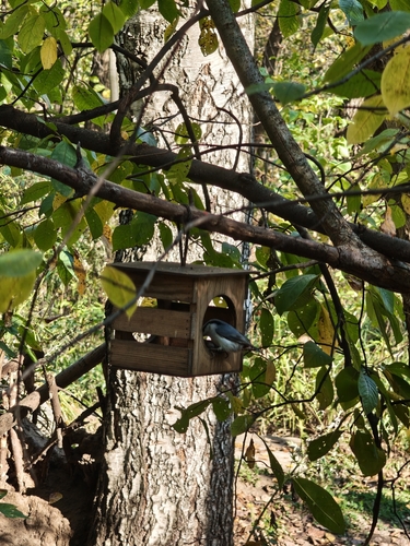 Eurasian Nuthatch
