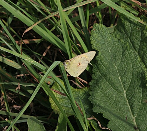 Clouded Yellow