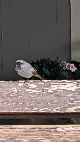 Black Redstart