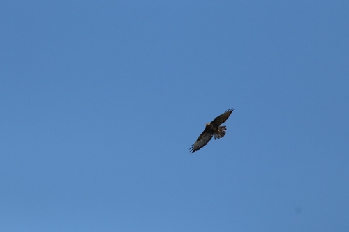 Common Buzzard