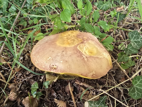 Hemileccinum depilatum