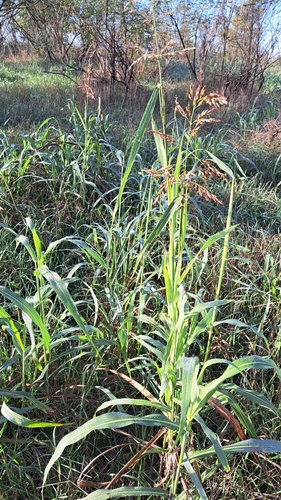 Johnson grass