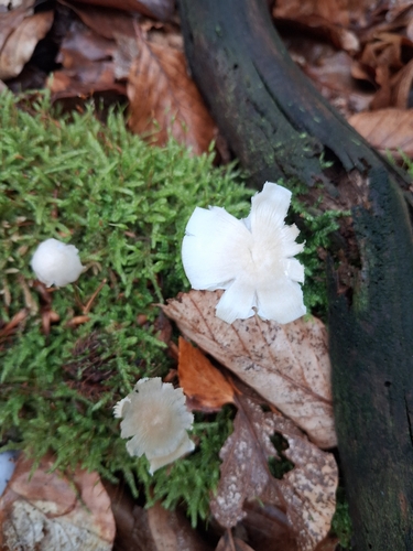 common bonnet