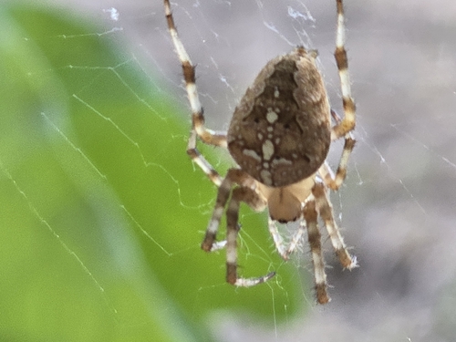 Cross Orbweaver