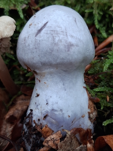 Silvery-violet Cort