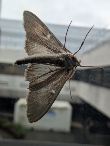 Box Tree Moth