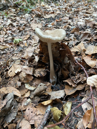 rooting shank