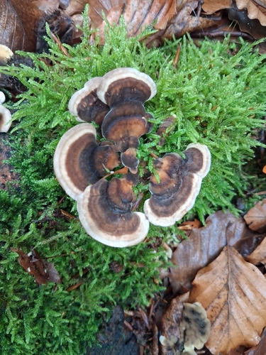 turkey-tail
