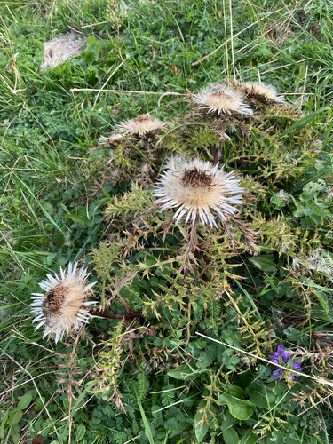 Silver Thistle