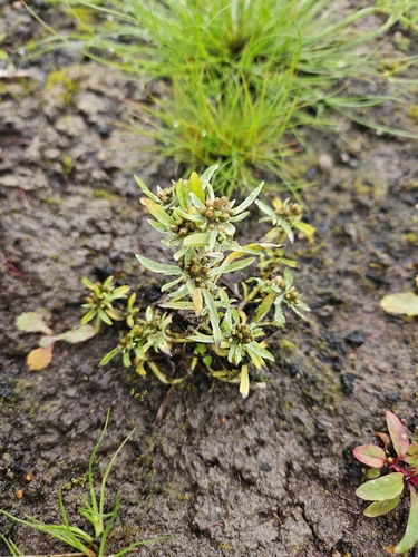 marsh cudweed