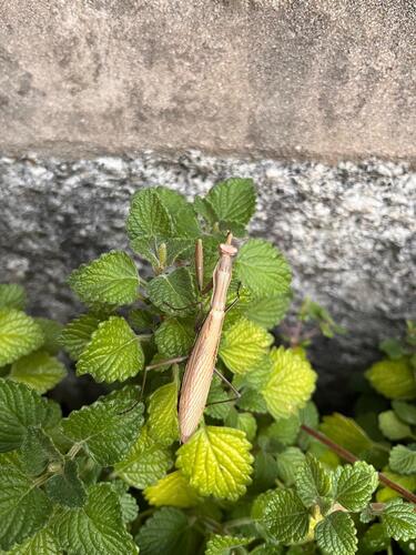European Mantis
