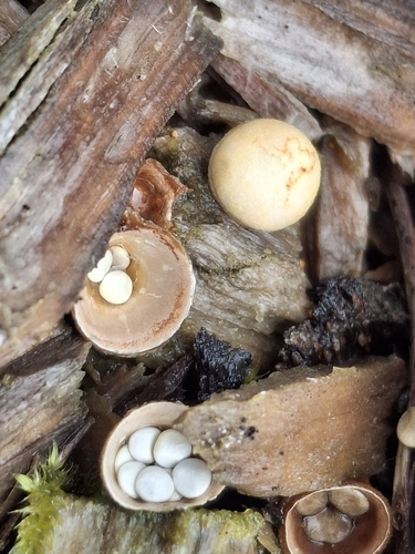 common bird's nest fungus