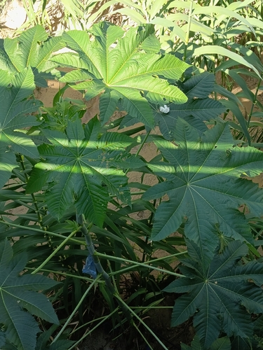 castor bean