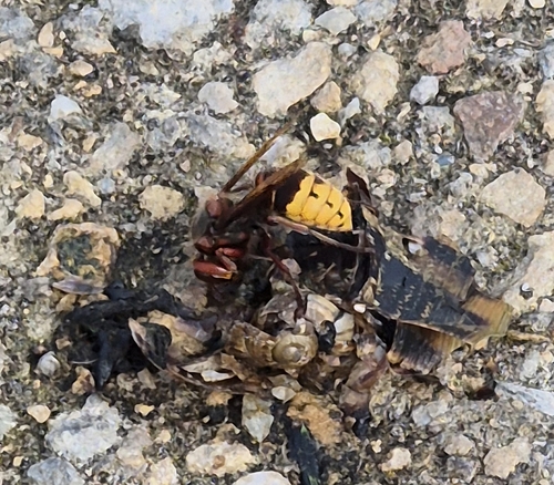 European Hornet
