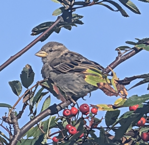 House Sparrow