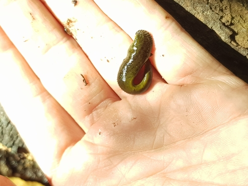 Horse Leech