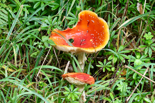 Fly Agaric